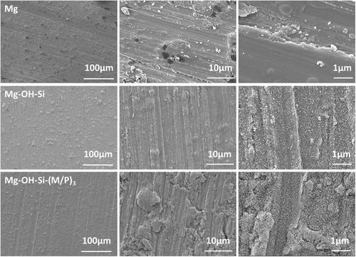 Improved corrosion resistance and biocompatibility of biomedical magnesium alloy with polypeptide TK14 functionalised hydrophobic coating