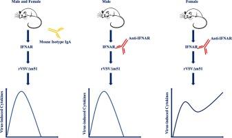 Disruption of type I interferon signaling causes sexually dimorphic dysregulation of anti-viral cytokines