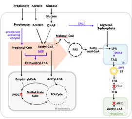 Engineering precursor pools for increasing production of odd-chain fatty acids in Yarrowia lipolytica