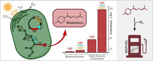 Metabolic engineering of Synechocystis sp. PCC 6803 for improved bisabolene production