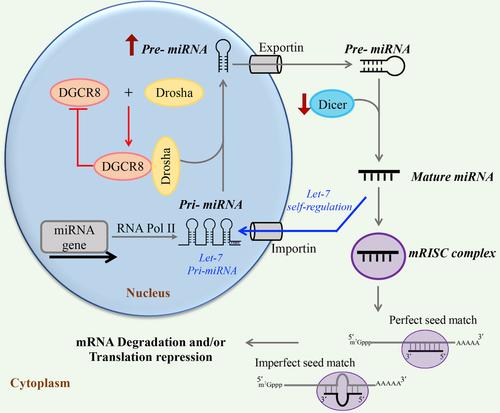 Role of microRNAs in oncogenesis: Insights from computational and systems-level modeling approaches