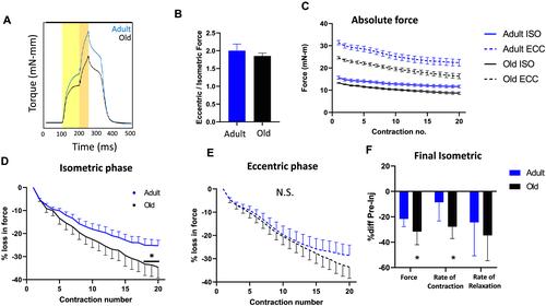 Functional recovery from eccentric injury is maintained in sarcopenic mouse muscle