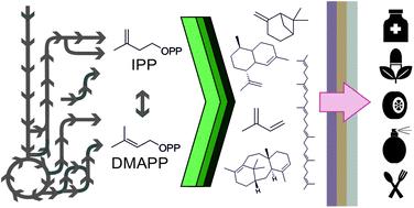 Alternative metabolic pathways and strategies to high-titre terpenoid production in Escherichia coli†