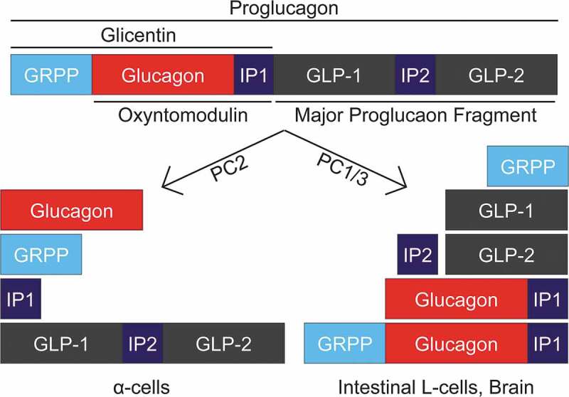 Novel mouse model expands potential human α-cell research.