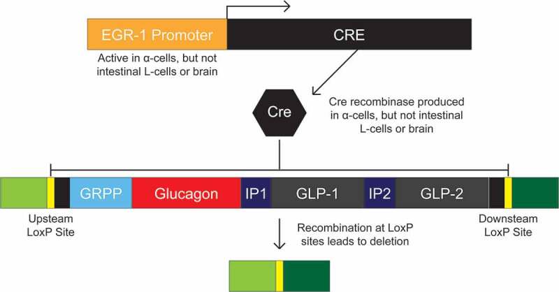 Novel mouse model expands potential human α-cell research.