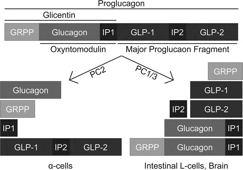 Novel mouse model expands potential human α-cell research.