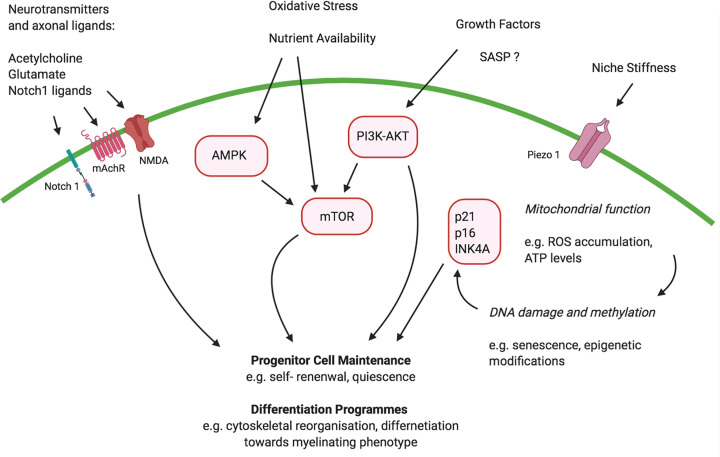 Oligodendrocytes in the aging brain.