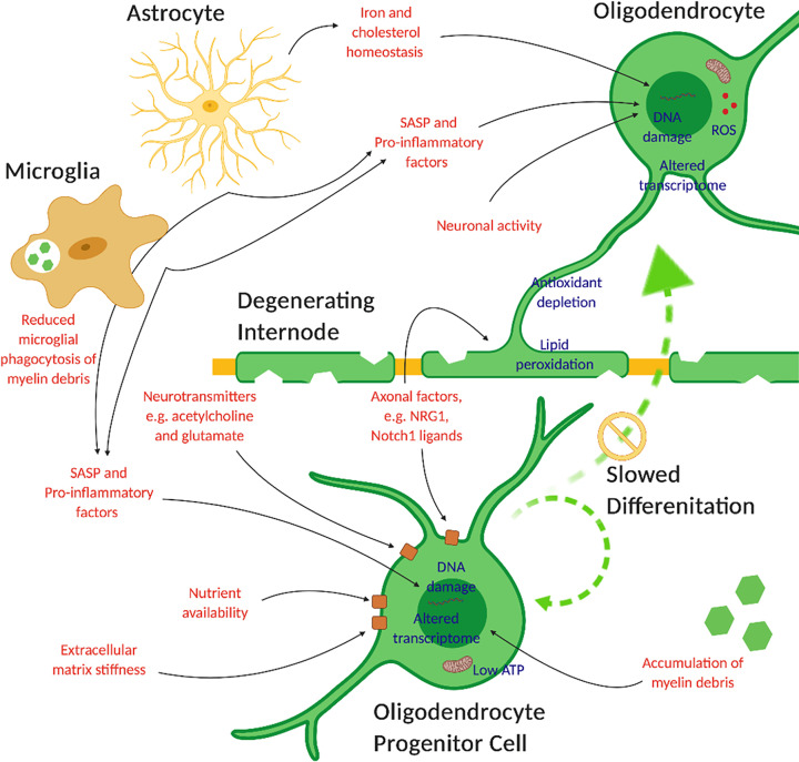 Oligodendrocytes in the aging brain.