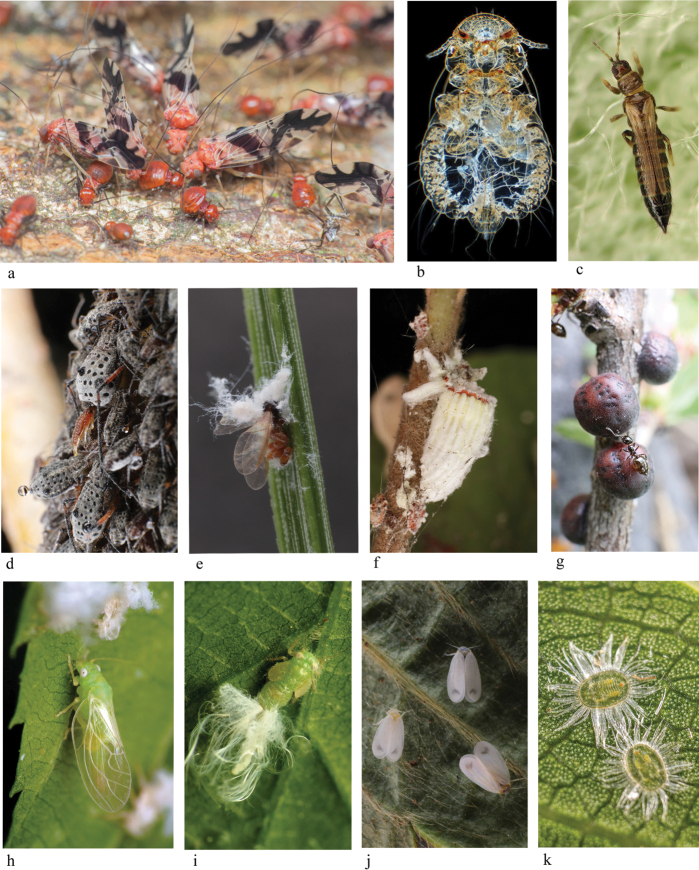 Introduction to the study of chromosomal and reproductive patterns in Paraneoptera.