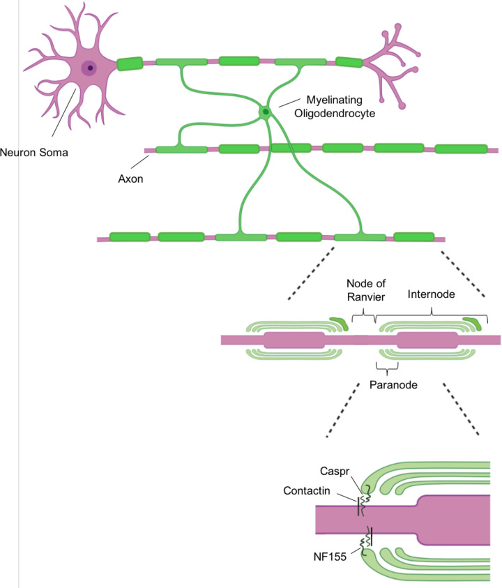 Oligodendrocytes in the aging brain.