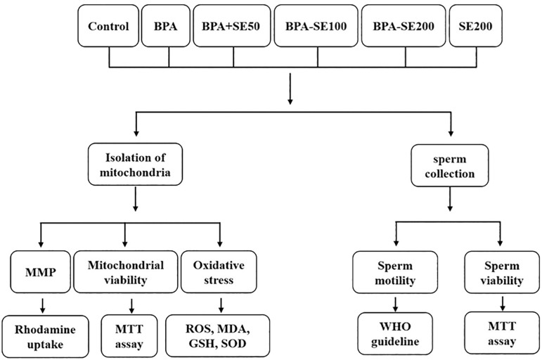 Protective effects of selenium on Bisphenol A-induced oxidative stress in mouse testicular mitochondria and sperm motility.