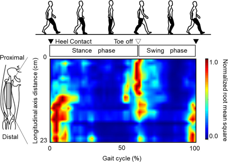 Novel Insights Into Biarticular Muscle Actions Gained From High-Density Electromyogram.