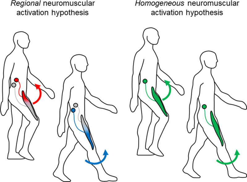 Novel Insights Into Biarticular Muscle Actions Gained From High-Density Electromyogram.