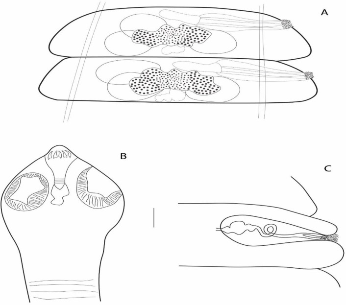 First Report of <i>Passerilepis parina</i> (Cestoda: Hymenolepididae) from <i>Parus major</i> in Iran: A Probable Fatal Case Due to Hyperinfection.