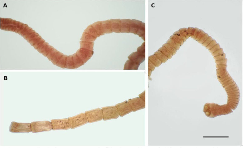 First Report of <i>Passerilepis parina</i> (Cestoda: Hymenolepididae) from <i>Parus major</i> in Iran: A Probable Fatal Case Due to Hyperinfection.