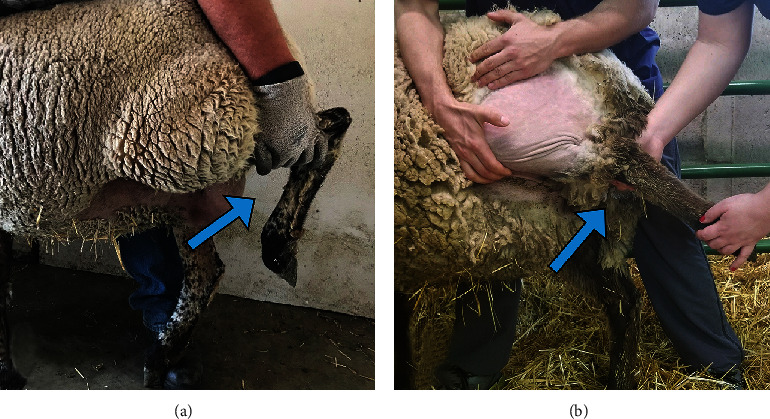 Cranial Cruciate Ligament Desmotomies in Sheep Resulting in Peroneus Tertius Injury.