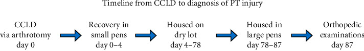 Cranial Cruciate Ligament Desmotomies in Sheep Resulting in Peroneus Tertius Injury.