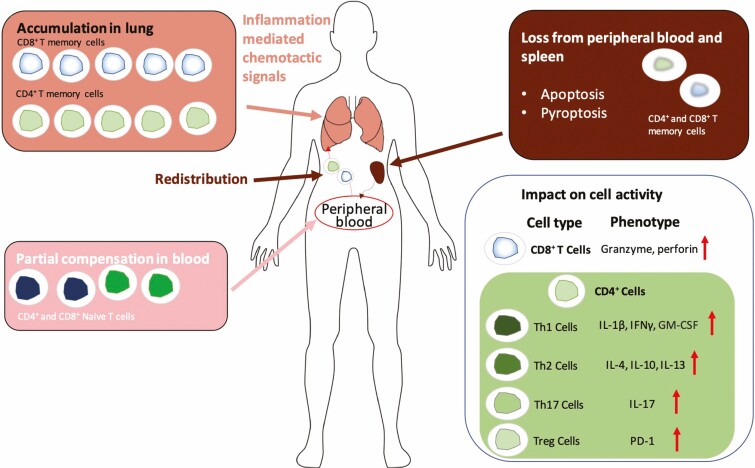 Peripheral T cell lymphopenia in COVID-19: potential mechanisms and impact.