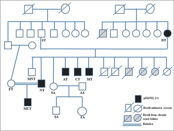 Familial Atypical Hemolytic Uremic Syndrome with Positive p.S1191L (c.3572C>T) Mutation on the <i>CFH</i> Gene: A Single-center Experience.