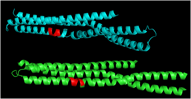 On the border of the amyloidogenic sequences: prefix analysis of the parallel beta sheets in the PDB_Amyloid collection.