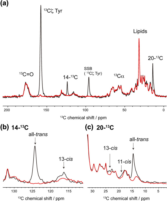 Structure of a retinal chromophore of dark-adapted middle rhodopsin as studied by solid-state nuclear magnetic resonance spectroscopy.