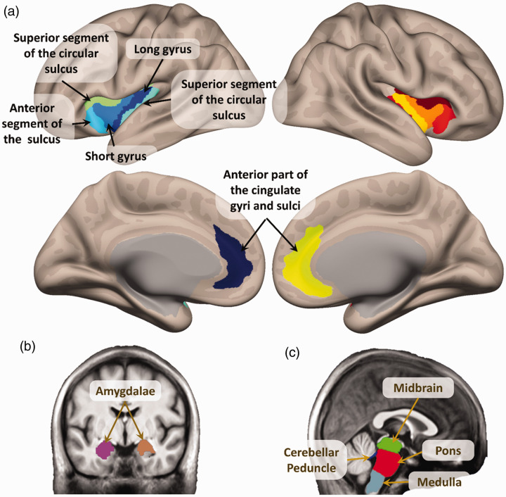 Chronic Pain is Associated With Reduced Sympathetic Nervous System Reactivity During Simple and Complex Walking Tasks: Potential Cerebral Mechanisms.