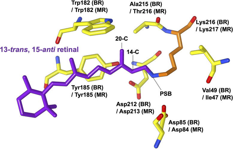 Structure of a retinal chromophore of dark-adapted middle rhodopsin as studied by solid-state nuclear magnetic resonance spectroscopy.