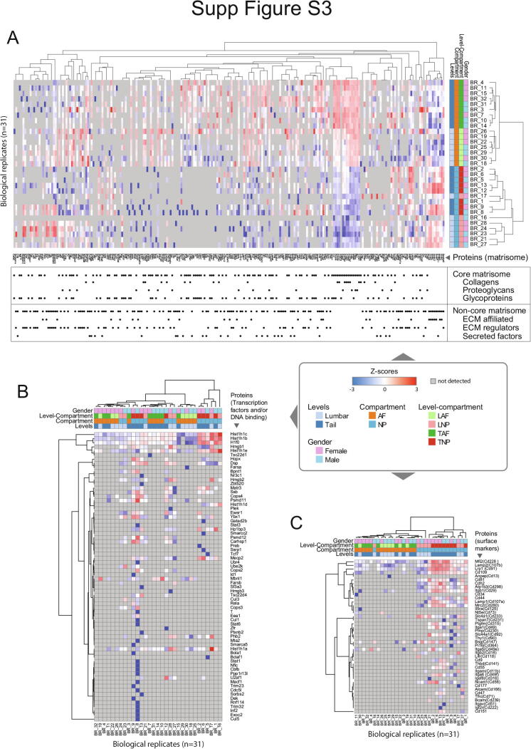 PRIMUS: Comprehensive proteomics of mouse intervertebral discs that inform novel biology and relevance to human disease modelling