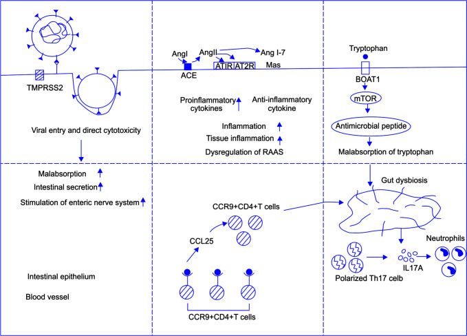 Clinical Features and Pathophysiological Mechanisms of COVID-19-associated Gastrointestinal Manifestations.