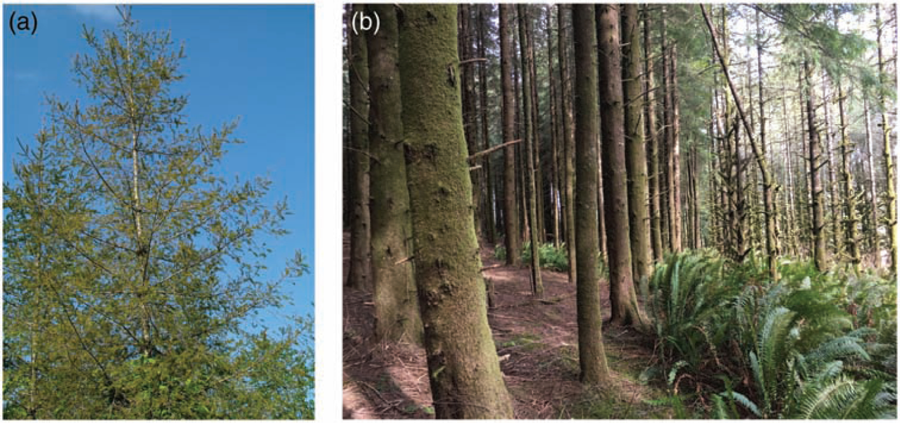 Persistence of the Swiss Needle Cast Outbreak in Oregon Coastal Douglas-Fir and New Insights from Research and Monitoring.