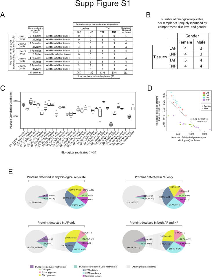 PRIMUS: Comprehensive proteomics of mouse intervertebral discs that inform novel biology and relevance to human disease modelling