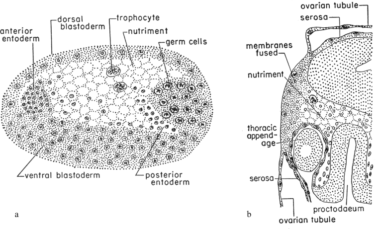 Egg retention, viviparity and ovoviviparity in Paraneoptera.