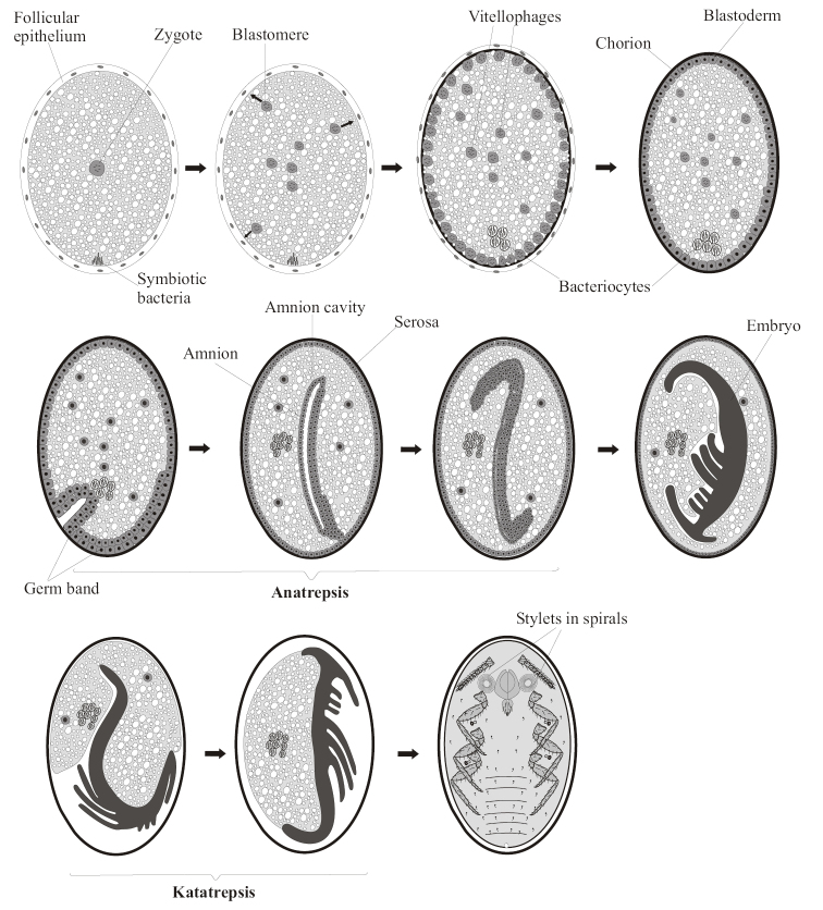 Egg retention, viviparity and ovoviviparity in Paraneoptera.