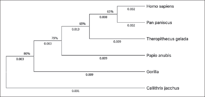 Comparative Analysis of Genes Associated with Obesity in Humans Using Bioinformatic Data and Tools.