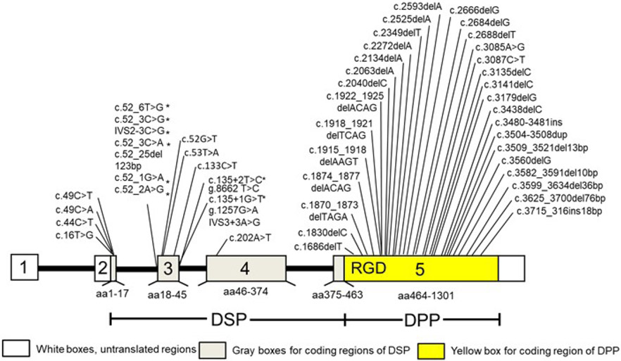 Dentine sialophosphoprotein signal in dentineogenesis and dentine regeneration.