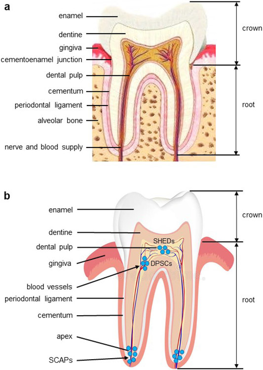 Dentine sialophosphoprotein signal in dentineogenesis and dentine regeneration.