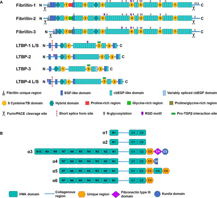 Structural studies of elastic fibre and microfibrillar proteins