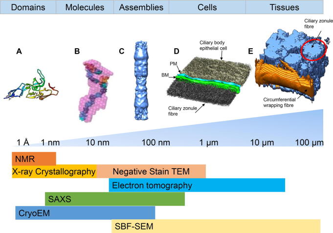 Structural studies of elastic fibre and microfibrillar proteins