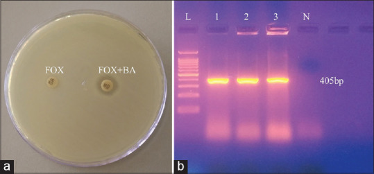 Molecular detection of plasmid-derived AmpC β-lactamase among clinical strains of <i>Enterobacteriaceae</i> in Bahrain.