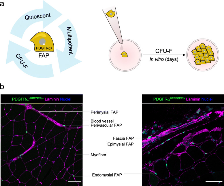 Origins, potency, and heterogeneity of skeletal muscle fibro-adipogenic progenitors-time for new definitions.