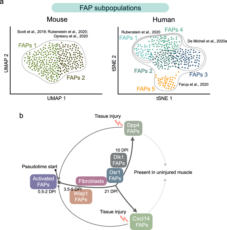 Origins, potency, and heterogeneity of skeletal muscle fibro-adipogenic progenitors-time for new definitions.