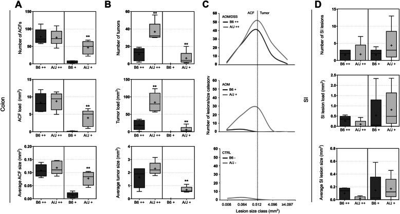 Induction of colorectal carcinogenesis in the C57BL/6J and A/J mouse strains with a reduced DSS dose in the AOM/DSS model.