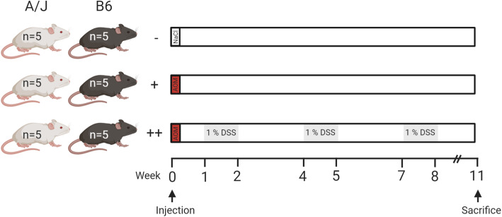 Induction of colorectal carcinogenesis in the C57BL/6J and A/J mouse strains with a reduced DSS dose in the AOM/DSS model.