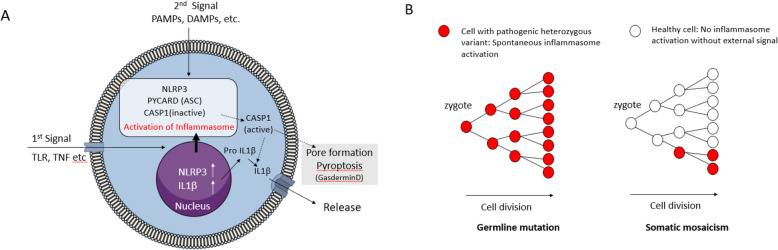 Multiomic technologies for analyses of inborn errors of immunity: from snapshot of the average cell to dynamic temporal picture at single-cell resolution.