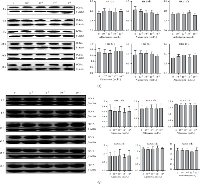 Aldosterone Induces the Proliferation of Renal Tubular Epithelial Cells <i>In Vivo</i> but Not <i>In Vitro</i>.