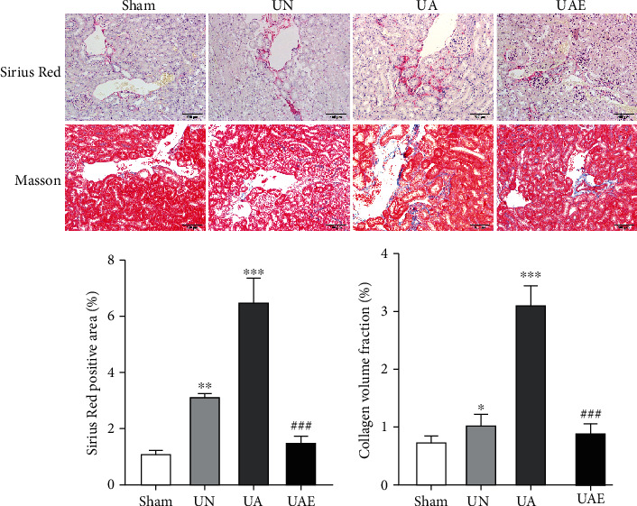 Aldosterone Induces the Proliferation of Renal Tubular Epithelial Cells <i>In Vivo</i> but Not <i>In Vitro</i>.