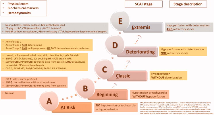 Vasoactive pharmacologic therapy in cardiogenic shock: a critical review.