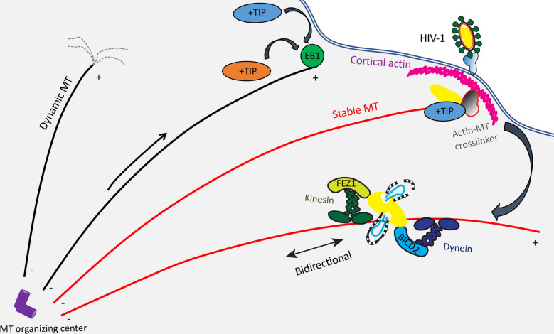 HIV-1 capsid exploitation of the host microtubule cytoskeleton during early infection.