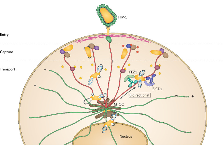 HIV-1 capsid exploitation of the host microtubule cytoskeleton during early infection.
