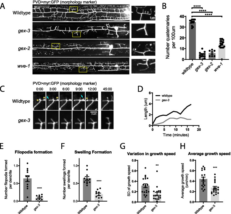 A two-step actin polymerization mechanism drives dendrite branching.